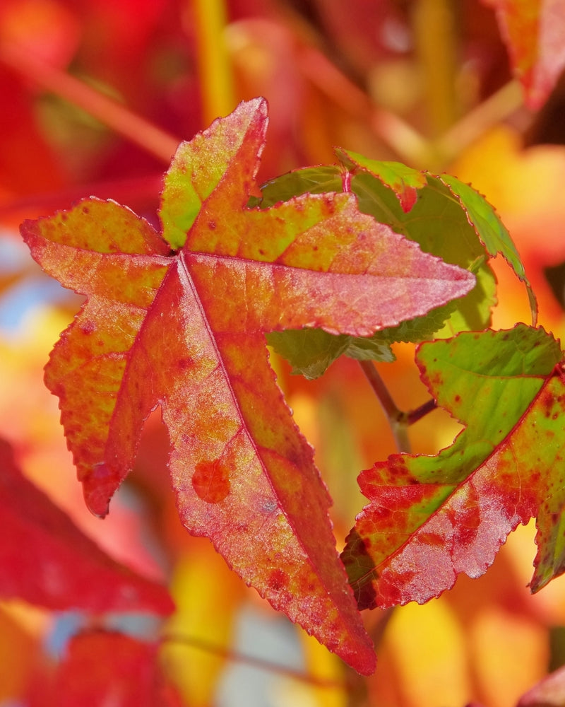 Liquidambar Gumball Pompoms