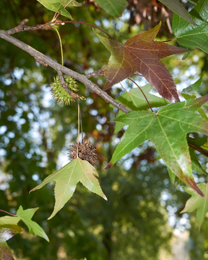 Liquidambar Slender Silhouette