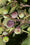 Image to render