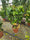Image to render