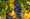 Image to render
