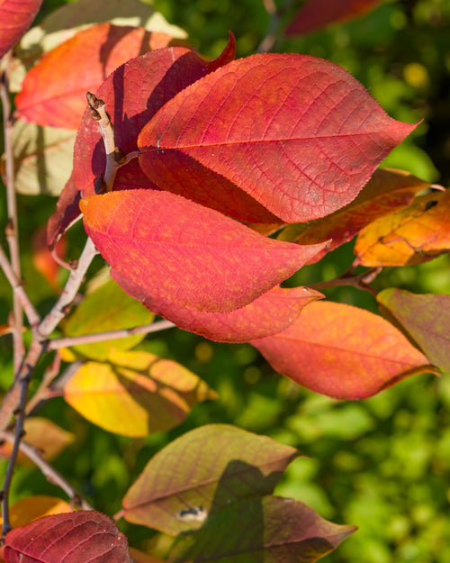 Arbre de fer (Parrotia Persica bella)