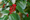 Image to render