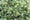 Image to render