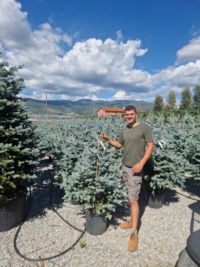 Sapin bleu