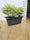 Image to render