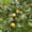 Image to render