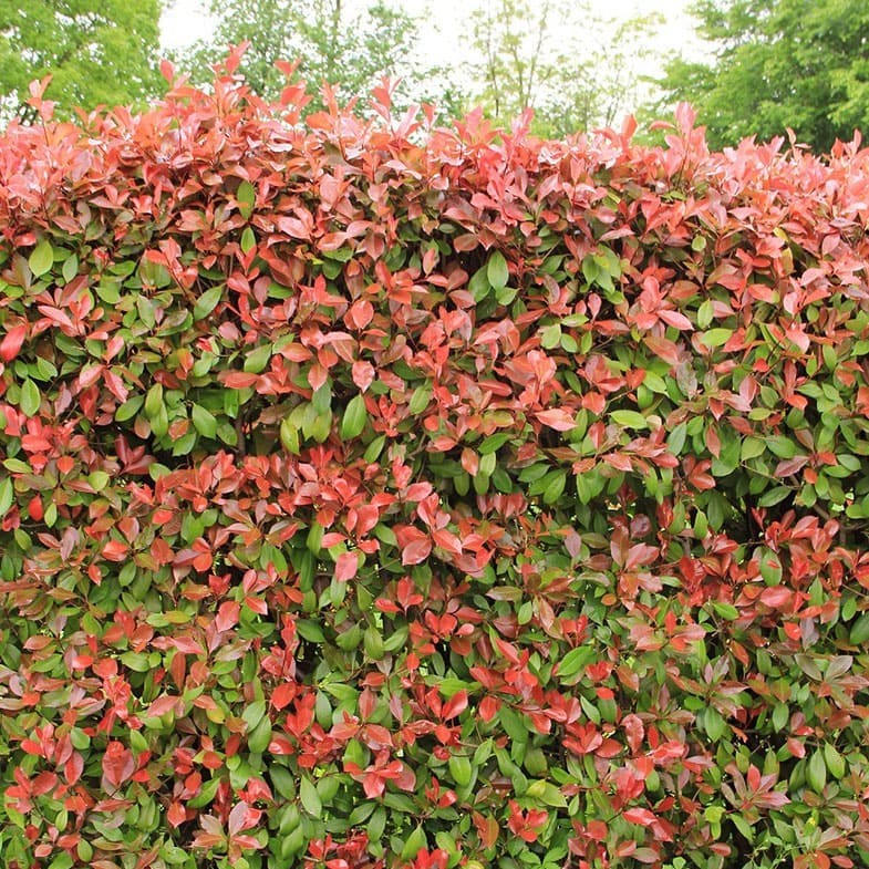 Photinia Red Robin (En touffe) 2 - Achat en ligne