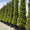 Image to render
