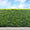 Cyprès Leylandii (Cupressocyparis) 2 - Achat en ligne