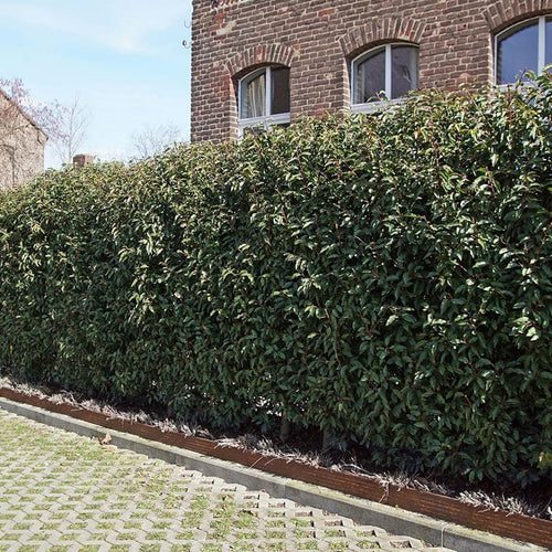 Laurier du Portugal en tige (Prunus lusitanica) 1 - Achat en ligne