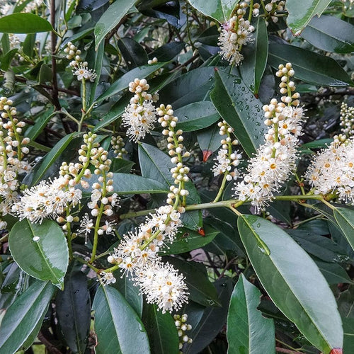 Laurier du Portugal en tige (Prunus lusitanica) 1 - Achat en ligne