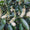 Image to render