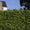 Image to render