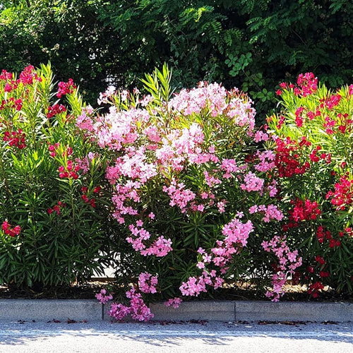 Laurier Rose (Nerium Oleander) 1 - Achat en ligne