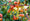 Image to render