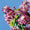 Image to render