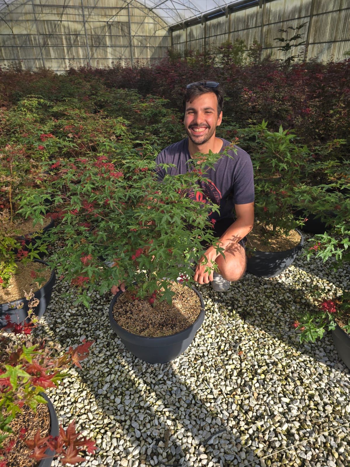 Acer Palmatum 'Beni Maiko'