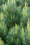 Image to render