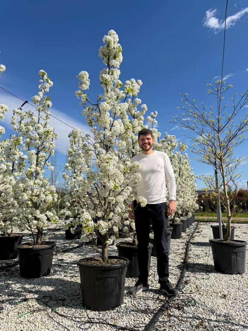 Poirier à fleurs en touffe