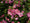 Image to render