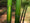 Image to render