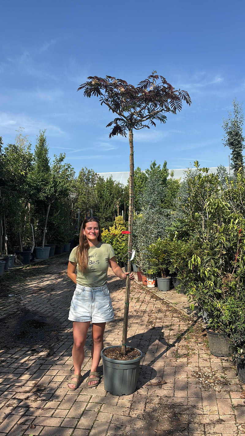 Arbre à Soie en tige (Albizia Julibrissin 'Summer Chocolate')