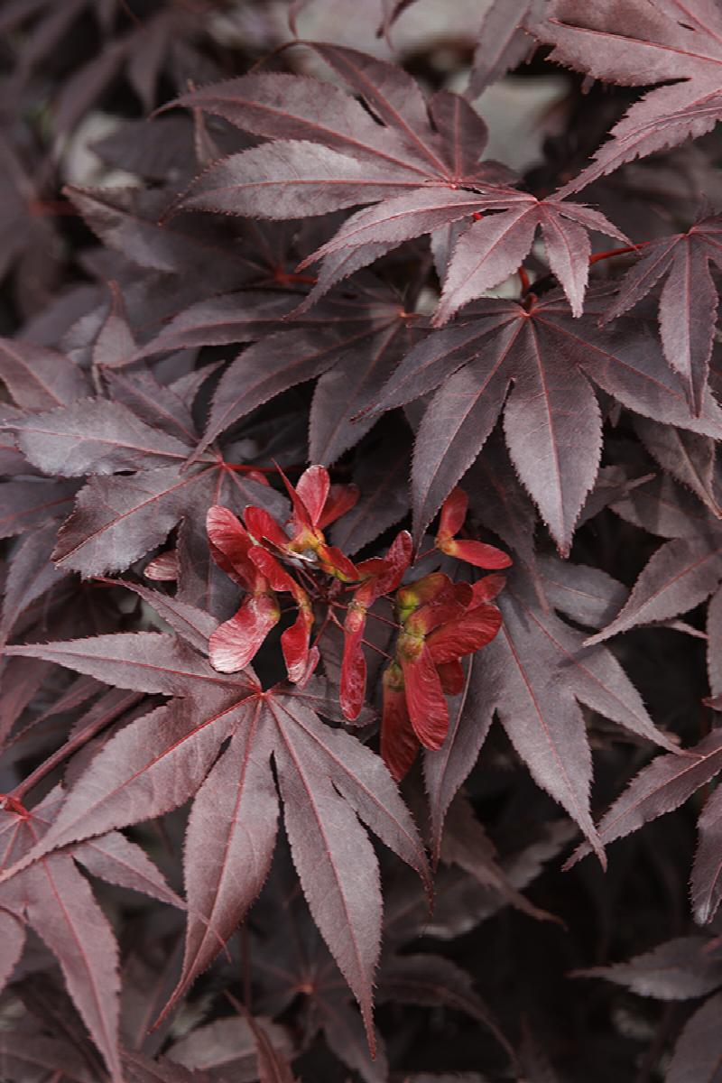 Acer Palmatum Bloodgood 2 - Achat en ligne