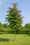 Image to render
