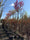 Image to render