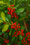 Image to render