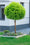 Image to render