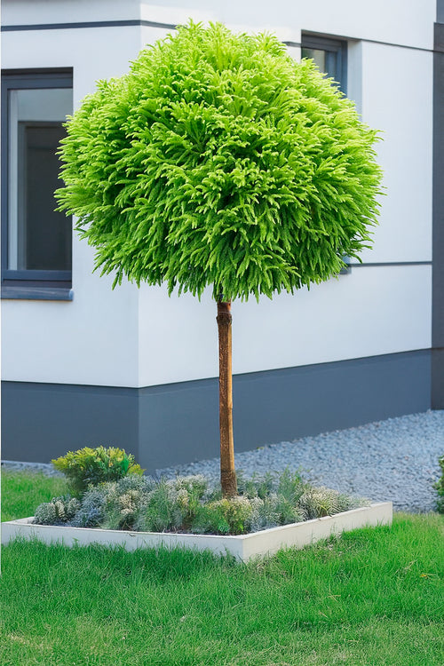 Cèdre du Japon en demi-tige (Cryptomeria japonica Globosa Nana)