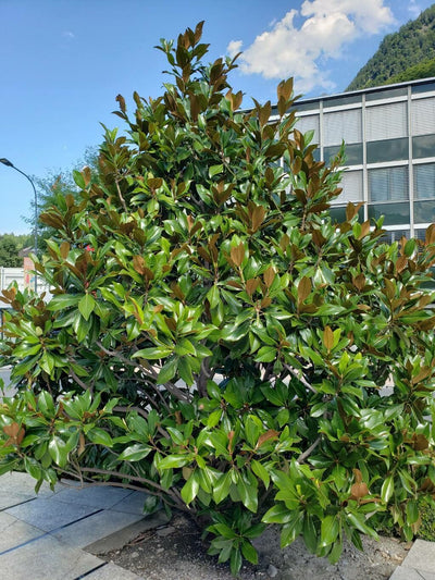 Magnolia Grandiflora en Tige 1 - Achat en ligne