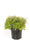 Image to render