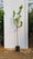 Abricotier Bergeron (Prunus armeniaca Bergeron) 6 - Achat en ligne