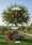 Image to render