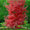 Image to render