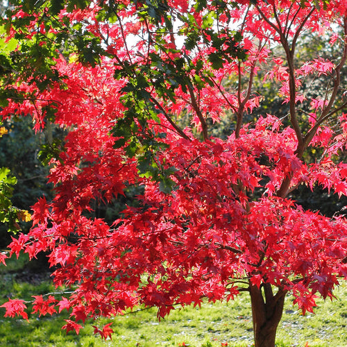 Acer palmatum ‘Red Wine'
