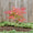 Acer Palmatum 'Beni Maiko'