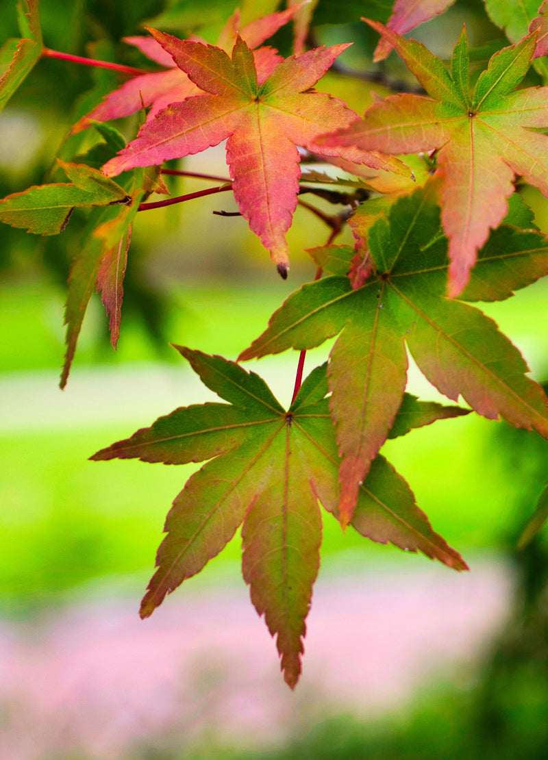 Acer Palmatum 'Beni Maiko'