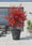 Image to render