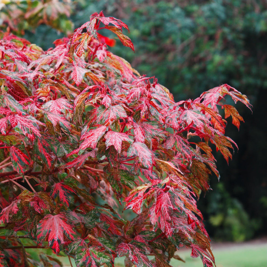 Acer conspicuum 'Red Flamingo' 1 - Achat en ligne