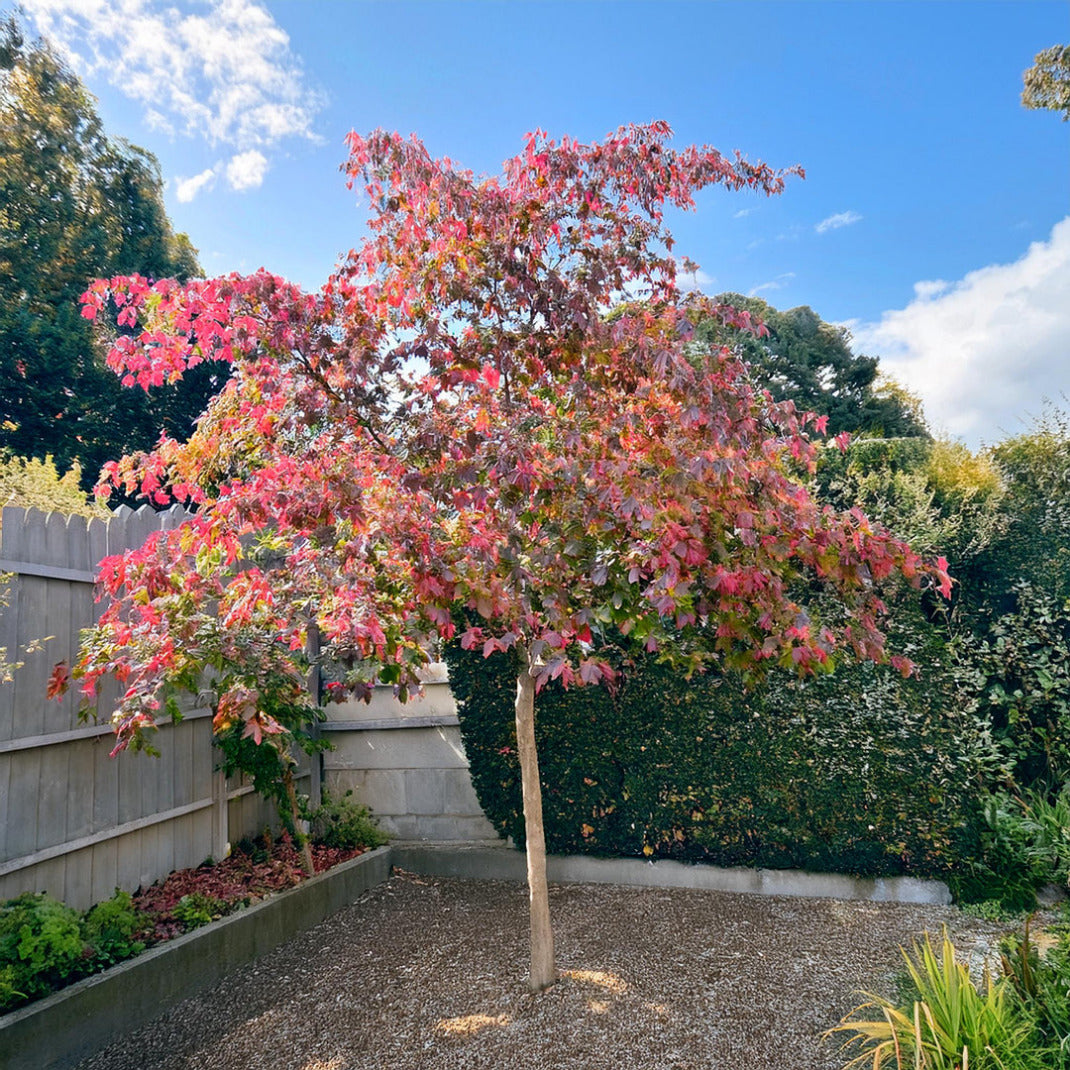 Acer conspicuum 'Red Flamingo' 2 - Achat en ligne
