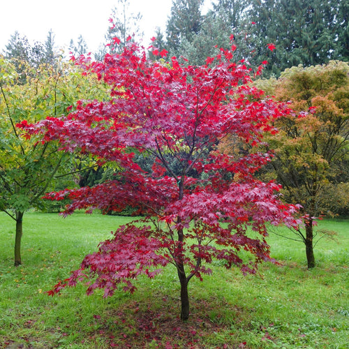 Acer Palmatum ‘Fireglow’