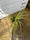 Image to render