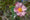 Image to render