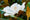 Image to render