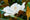 Image to render