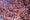 Image to render